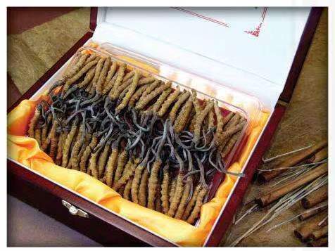 娄烦冬虫夏草回收